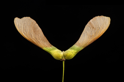 Akènes de l'Erable sycomore (Acer pseudoplatanus)
